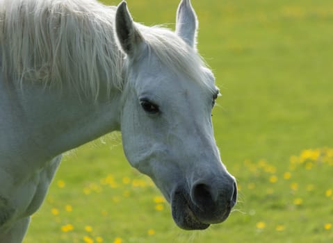 Portrait of a white horse