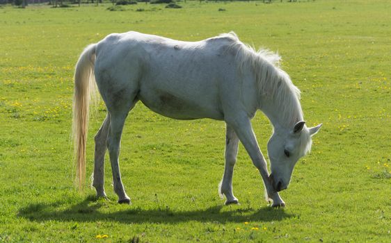 a beautiful white horse grooms his foreleg in a field