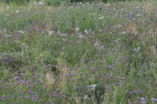 Field of wild flowers