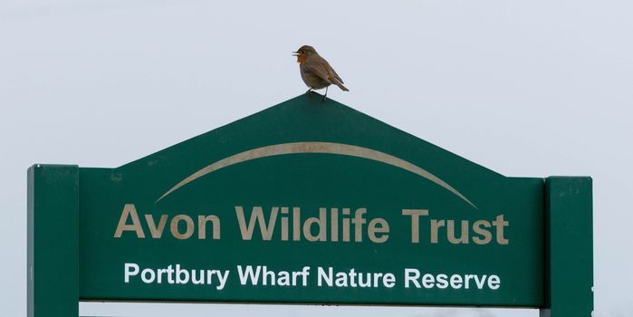 A Robin perches on a Wildlife Trust sign