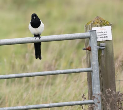 a magpie sits on a gate with wildlife warning sign