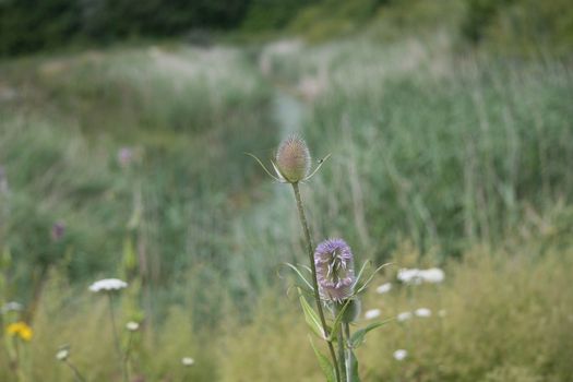 a teasel grows wild in countryside
