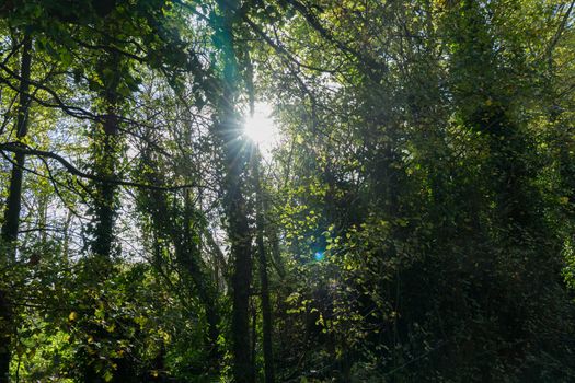 the sun dazzles through the branches of trees