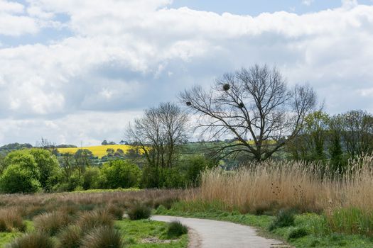 pastoral scene with mistletoe in tree and rapeseed filed