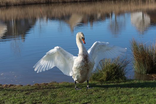 a male swan spreads its wings at a lake