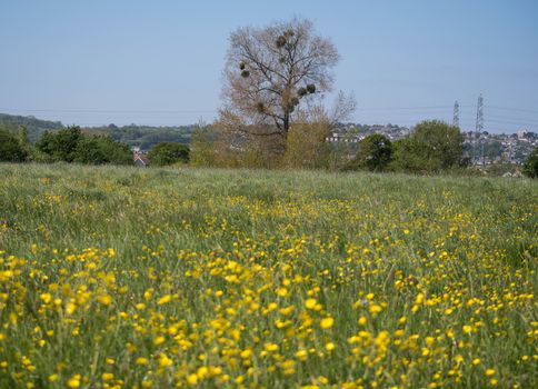 a wild flower meadow with a tree and mistletoe