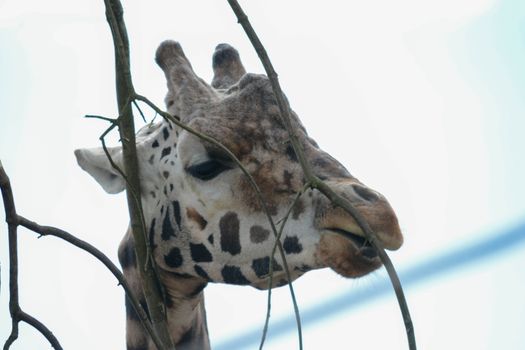a giraffe feeds on twiglets