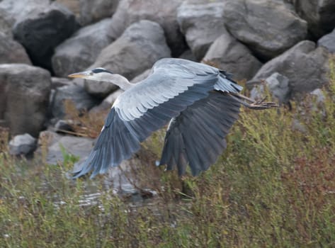 a Grey Heron takes off in flight from a reservoir