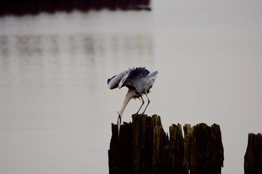 a grey heron hunts for fish on a disused dock