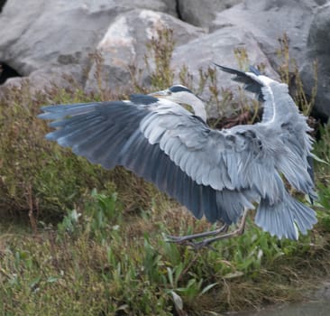 a Grey Heron takes flight from a reservoir wall