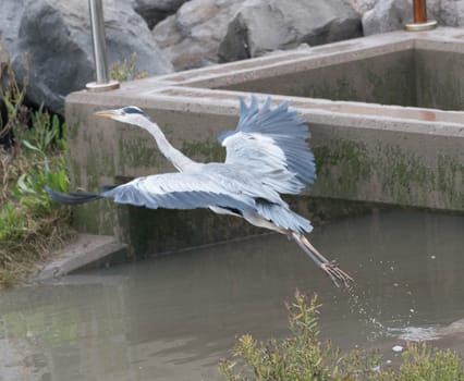 A Grey Heron flies from a reservoir wall