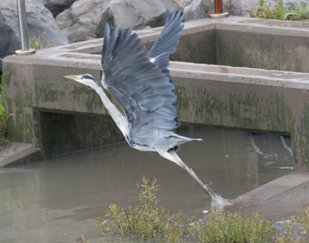 a Grey Heron takes off in flight from a reservoir