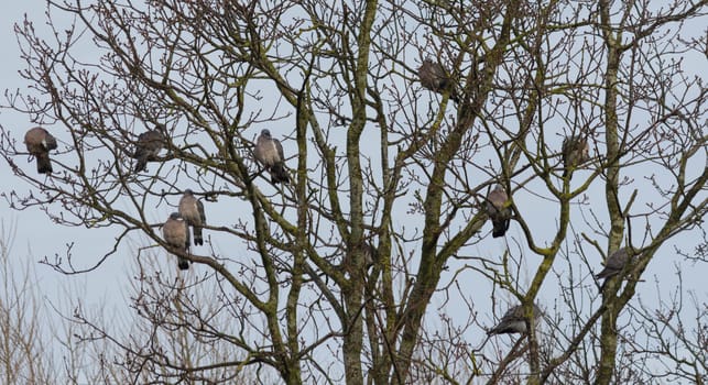 Ten pigeons gather together to roost in a tree