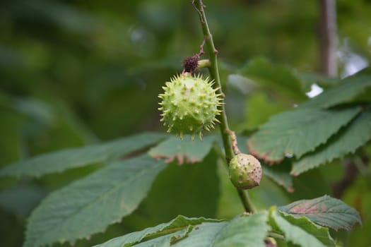 a horse chestnut waits to fall from the tree. Also known as a conker by schoolboys.