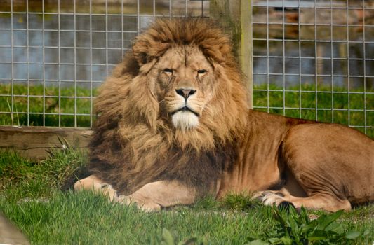 lion watching the photographer