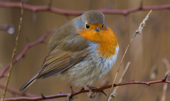 a fat Robin on a branch