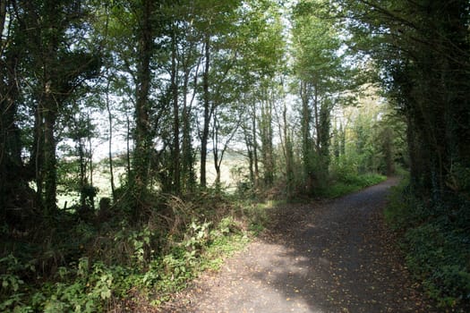 a countryside walk on a path of autumn leaves