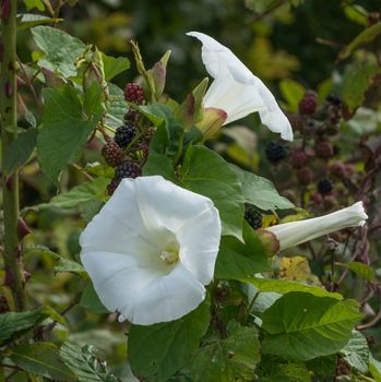 bindweed flowers choke a blackberry bush