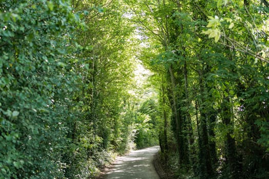 A countryside walk through green trees on a pathway