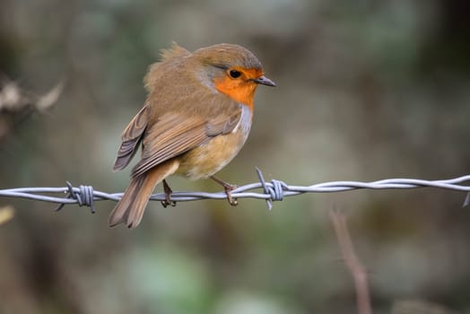 a Robin perches on barbed wire