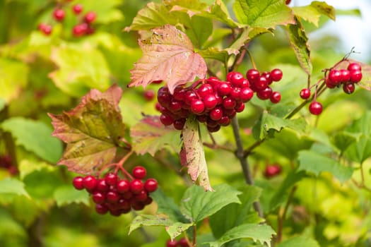 Ripening red berries in autumn on a bush