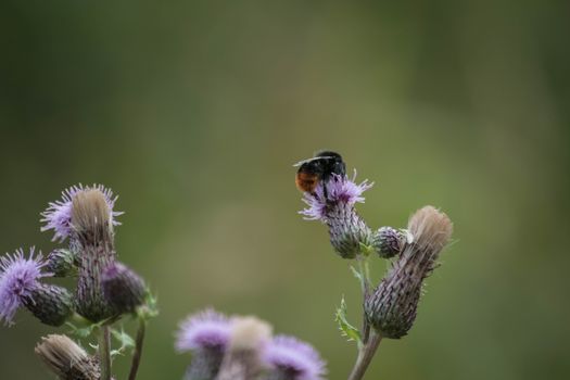 a bee lands on a wild flower