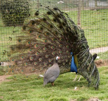 a male peacock fascinates his mate