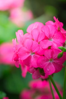 The background image of the colorful flowers, background nature