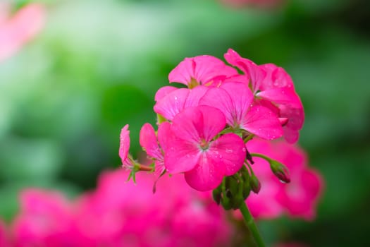 The background image of the colorful flowers, background nature