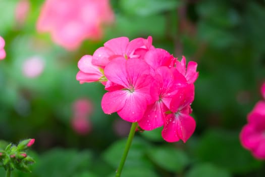 The background image of the colorful flowers, background nature