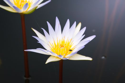 Lotus flowers blooming on the pond in summer