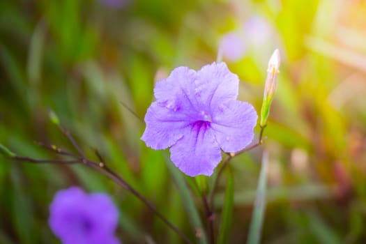 The background image of the colorful flowers, background nature