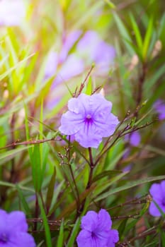 The background image of the colorful flowers, background nature