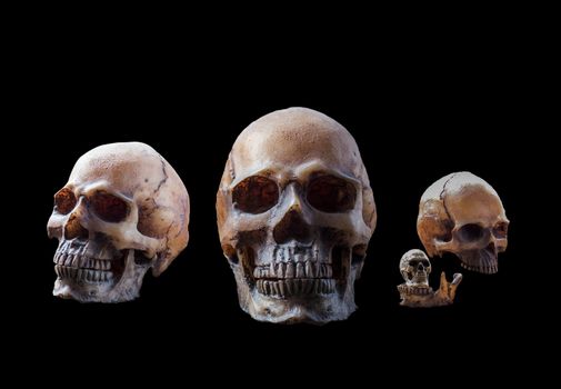 Many skull with a black background.