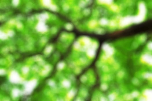 branches of trees with blurred image.