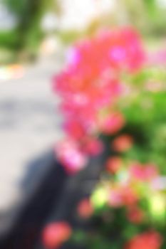 Flowers in the garden with blurred images.