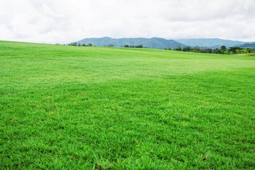 Green grassland on a mountain in the countryside.