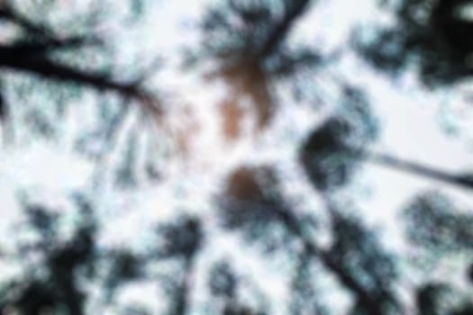 Pine trees and sky with blurred images.