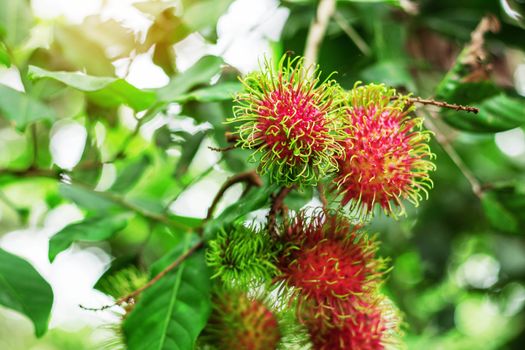 Red rambutans on tree with green background.