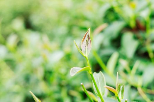 Tea leaves on farm with green background.