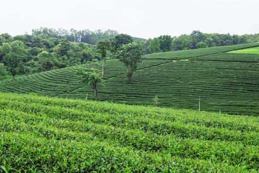 Tea plantation with greenery on the hill.