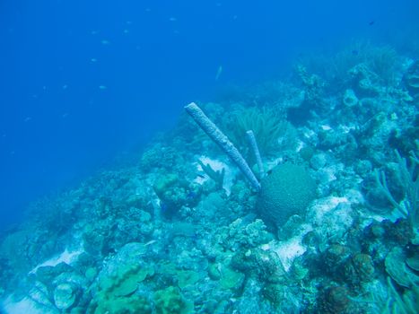 coral life caribbean sea underwater