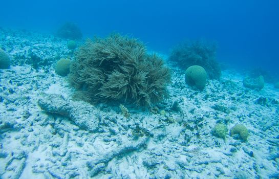 coral life caribbean sea underwater