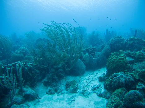 coral life caribbean sea underwater