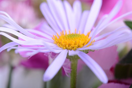 Spring Camomile flower close up. Luxury bouquet