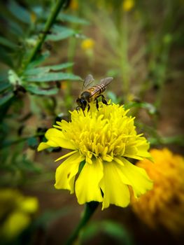 Bee flying on yellow flowers