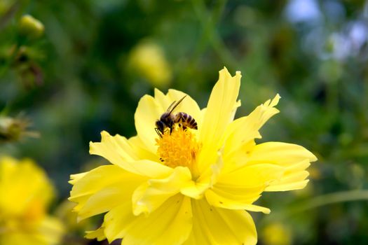 Bee flying on yellow flowers