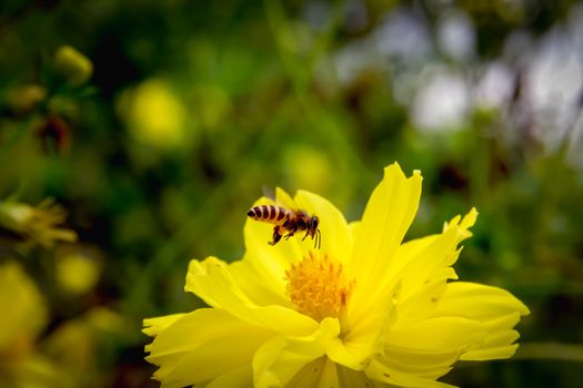 Bee flying on yellow flowers