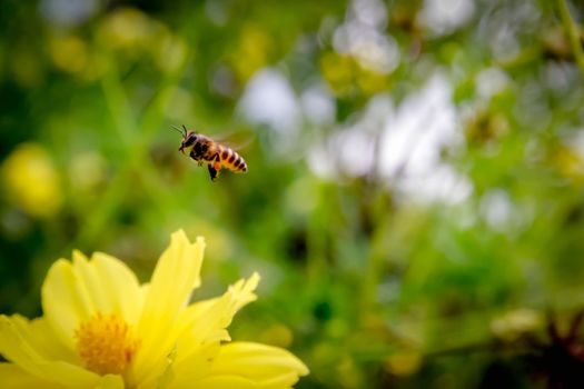 Bee flying on yellow flowers