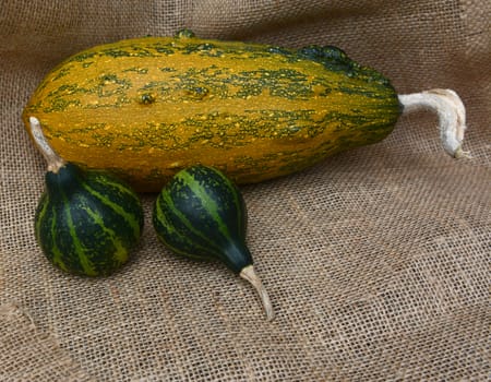 Two dark green spinning gourds on hessian with large orange striped ornamental squash